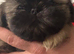 Shihtzu puppys