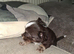 6 chihuahua for sale