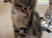 4 tabby kittens available
