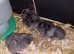 Silkie chicks just hatched
