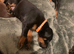 Royal KC Doberman puppies
