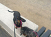 Miniature dachshunds