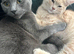 Beautiful 1 year old girl Russian blue