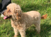 7 year old miniature poodle