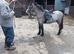 Atractive welsh gelding.