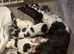Beautiful Kc registered show type cocker spaniels