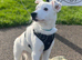 Border Collie needs a new home