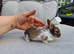 2 beautiful lionhead brothers