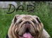 English Bulldog Male & Female