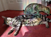 Gentle F4 TICA Registered Full Pedigree girl cat