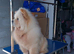 Chow chow female