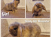 Mini lop kits to reserve.vetchecked&vaccinated