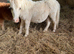 Palomino Shetland filly foal