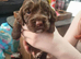 Sprocker Puppies for sale girls and boys