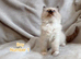 Wonderful Ragdoll Kittens
