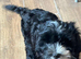 Cockapoo x puppies for sale