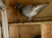 Ash bar racer pigeon 2026 RPRA ring