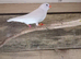 Various birds for sale