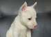 Stunning huski x American bull dog puppies