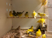 Fife Canaries