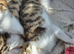 2 female kittens left for sale &pound;50 each.