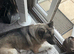 Akita female