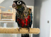 Hand reared tamed Parrot Conures