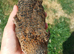 Rosetta coturnix quail