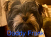 Yorkie Biewer chihuahua mix (chiyorkie)