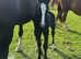 Irish Draught Colt