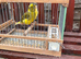 Pair of Fife Canaries