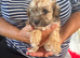 Jackapoo puppys