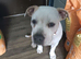 American bully