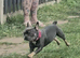 Bessie french bulldog