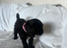 stunning f1 Sproodles Health tested dad
