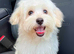 BEAUTIFUL MALTIPOO GIRLS READY TO GO!