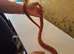 Corn snake complete set up 4ft vivarium