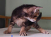 Half Abyssinian kittens