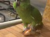 Amazon parrot
