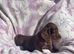 Miniature long coat Dachshund puppies