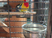 Male Rosella