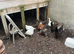 Job lot of chickens to go