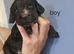 Cocker spaniel puppies for sale.
