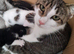 Gorgeous Kittens For Sale