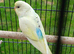 10 Week Old Budgies