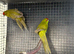 Breeding pair of olive Kakariki parrots available not tame breeding pair