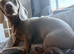 Handsome boy available for stud