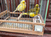 Pair of Fife Canaries
