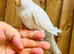 Quaker parrot
