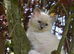 3 beautiful ragdoll are looking for a forever home